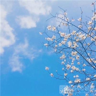 全民动物城九游版下载